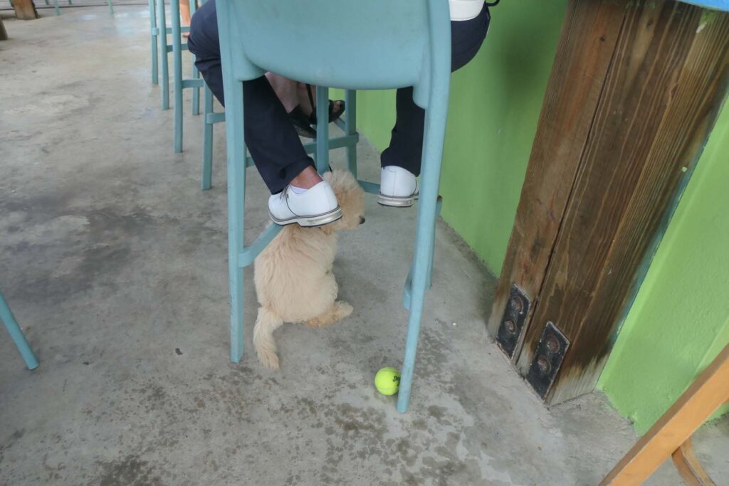 Dog under a chair with master's feet touching him.